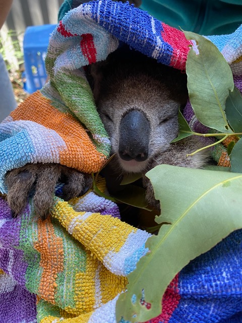 'Nifty Latty' the Koala