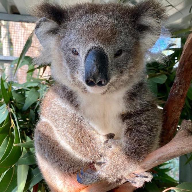 'Nifty Latty' the Koala